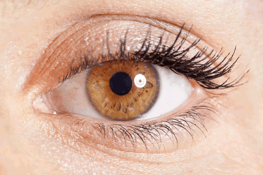 Close-up of an iris