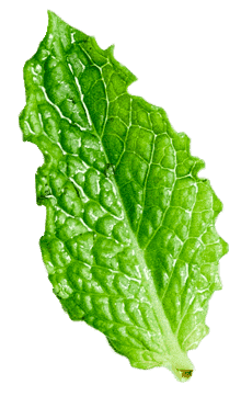 Fresh green leaf